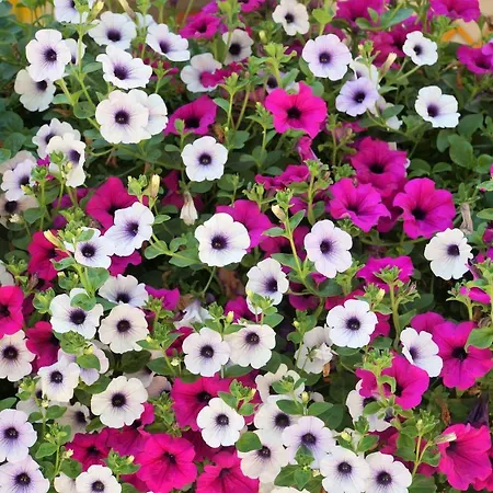 招待所 Gaestehaus Almrausch, Mit Pool 3*