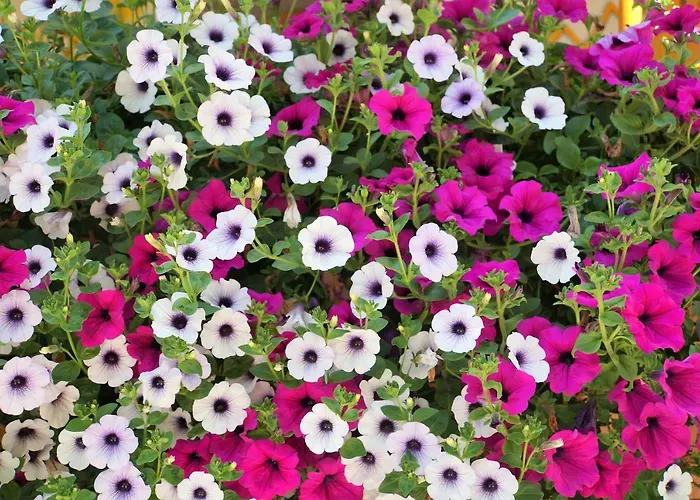 Pensionat Gaestehaus Almrausch, Mit Pool 3*